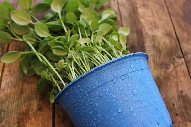 Mason Jar Herb Garden